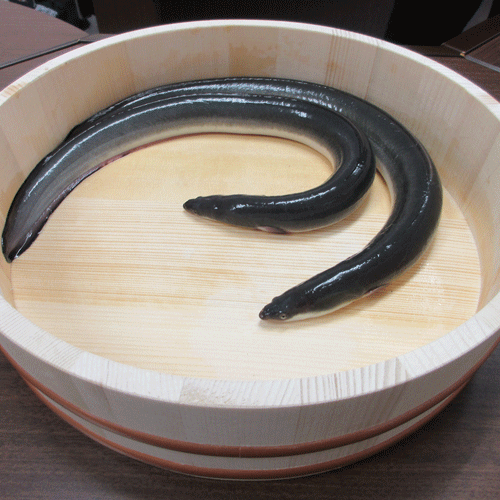 ふぁ〜ふぁ様　特蒲10 三河一色産 愛知・一色町 三河水産加工＞愛知三河一色産一本うなぎ蒲焼 · QIRA